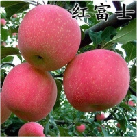 矮化红富士苹果苗
