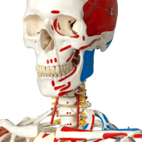 骨骼解剖模型