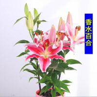 芳香花卉种子