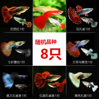 热带鱼孔雀