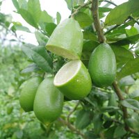 台湾香水青柠檬