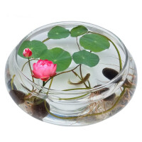 水仙花盆塑料