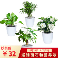 深圳绿色植物