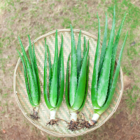 聚雅轩多肉植物