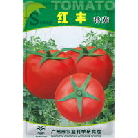 水果番茄种子