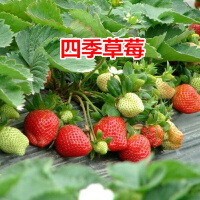奶油草莓种子
